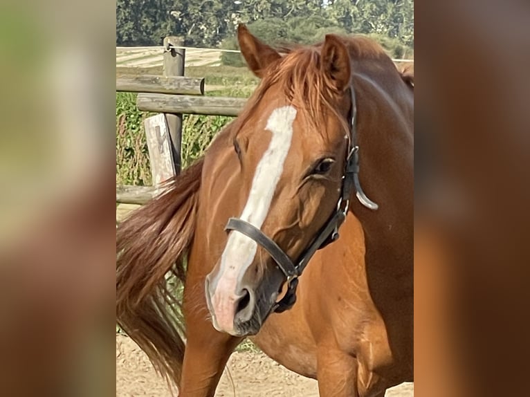 Deutsches Reitpony Stute 3 Jahre 146 cm Fuchs in Münstermaifeld