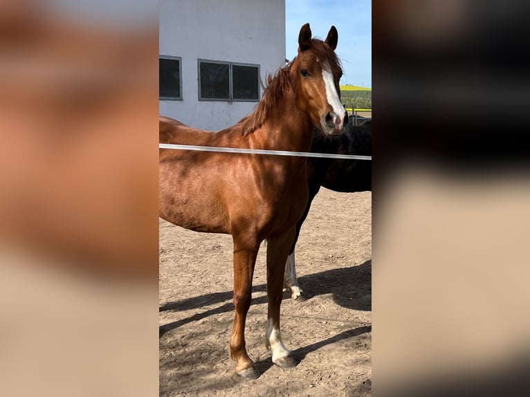 Deutsches Reitpony Stute 3 Jahre 146 cm Fuchs in Münstermaifeld