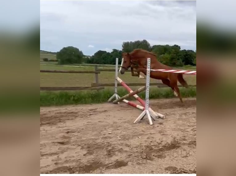 Deutsches Reitpony Stute 3 Jahre 146 cm Fuchs in Münstermaifeld