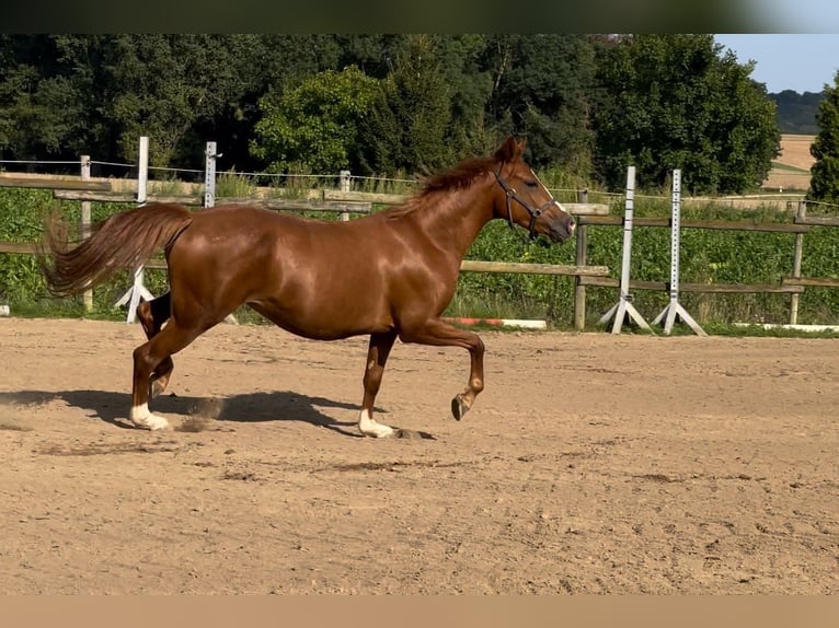 Deutsches Reitpony Stute 3 Jahre 146 cm Fuchs in Münstermaifeld