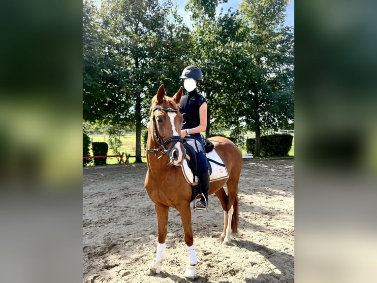 Deutsches Reitpony Stute 3 Jahre 146 cm Fuchs in Niederstotzingen