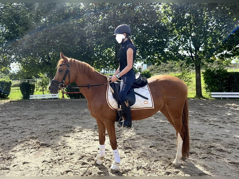 Deutsches Reitpony Stute 3 Jahre 146 cm Fuchs in Niederstotzingen