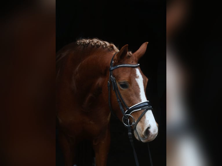 Deutsches Reitpony Stute 3 Jahre 146 cm Fuchs in Raalte