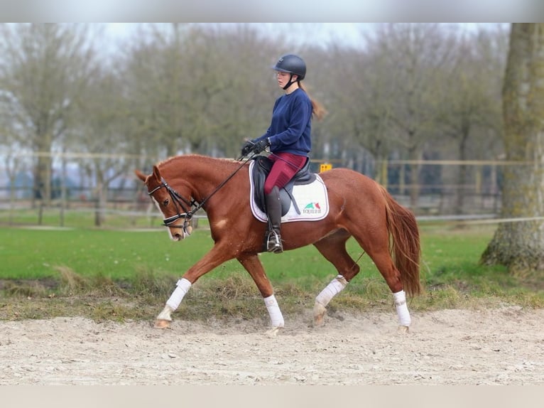 Deutsches Reitpony Stute 3 Jahre 146 cm Fuchs in Raalte