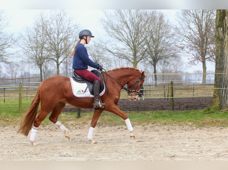 Deutsches Reitpony Stute 3 Jahre 146 cm Fuchs in Raalte