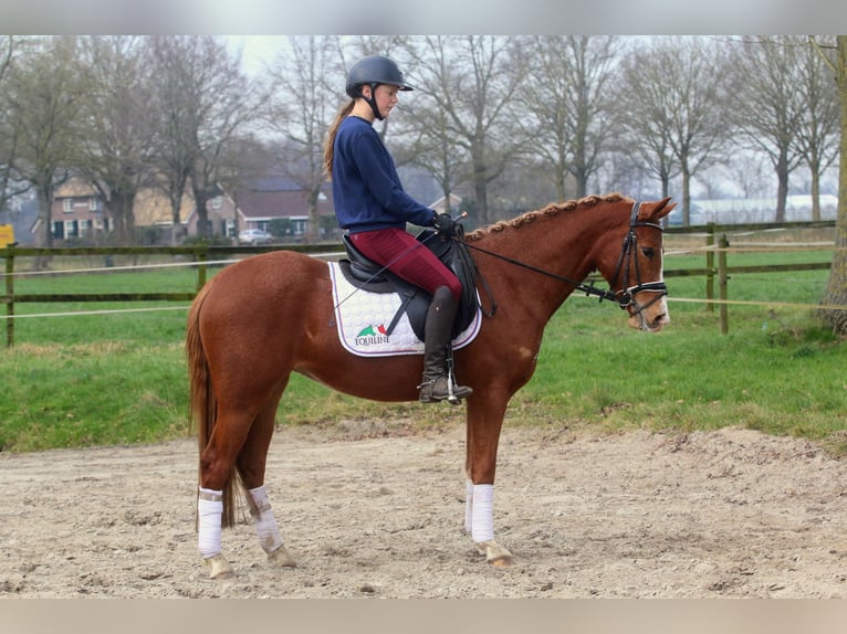 Deutsches Reitpony Stute 3 Jahre 146 cm Fuchs in Raalte