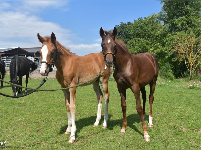 Deutsches Reitpony Stute 3 Jahre 146 cm Fuchs in Mainleus