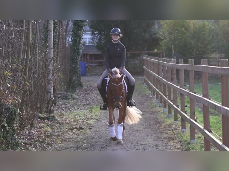 Deutsches Reitpony Stute 3 Jahre 146 cm Fuchs in Lünen