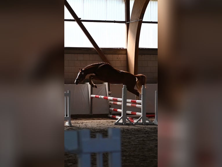 Deutsches Reitpony Stute 3 Jahre 146 cm Fuchs in Reichenwalde