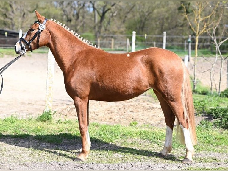 Deutsches Reitpony Stute 3 Jahre 146 cm Fuchs in Reichenwalde