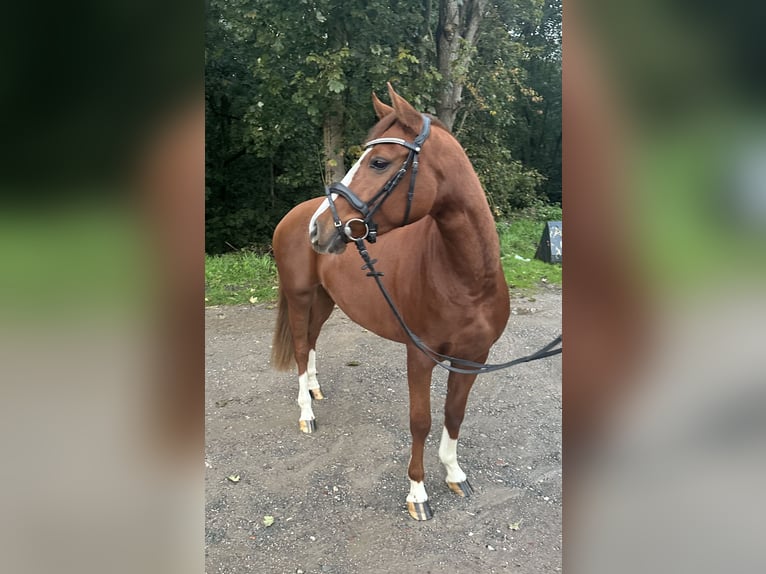 Deutsches Reitpony Stute 3 Jahre 146 cm Fuchs in Wetter (Ruhr)Wetter