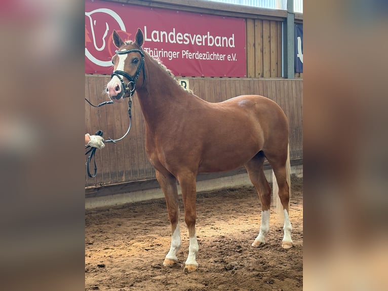 Deutsches Reitpony Stute 3 Jahre 146 cm Fuchs in Ilmenau
