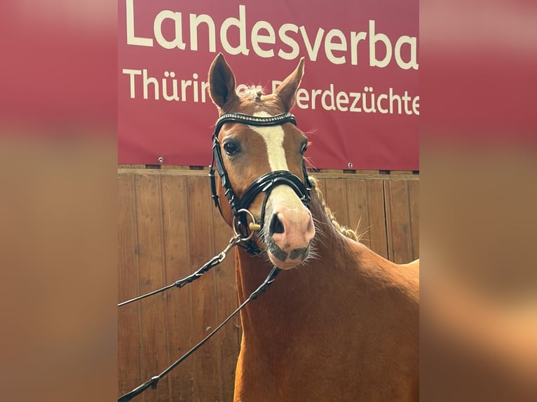Deutsches Reitpony Stute 3 Jahre 146 cm Fuchs in Ilmenau