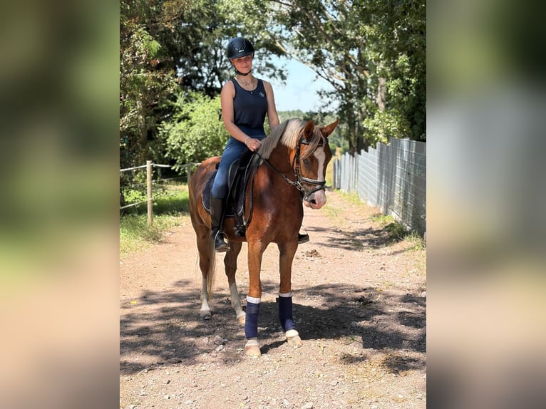 Deutsches Reitpony Stute 3 Jahre 146 cm Fuchs in Ilmenau