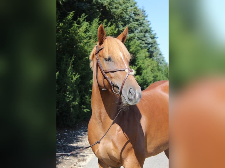 Deutsches Reitpony Stute 3 Jahre 146 cm Fuchs in Wallerstein