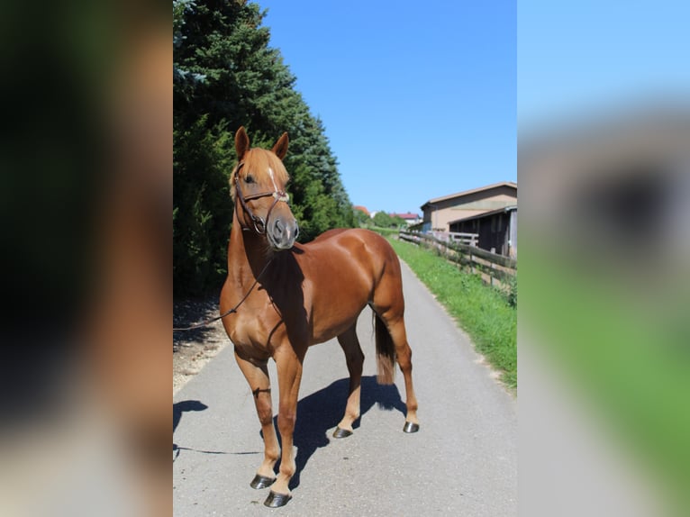 Deutsches Reitpony Stute 3 Jahre 146 cm Fuchs in Wallerstein