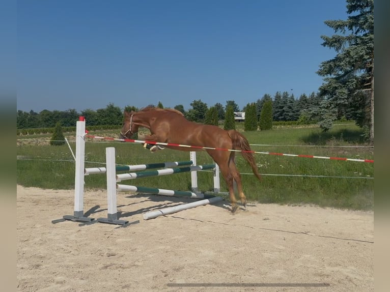 Deutsches Reitpony Stute 3 Jahre 146 cm Fuchs in Wallerstein