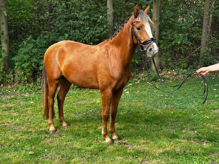 Deutsches Reitpony Stute 3 Jahre 146 cm Fuchs in Thedinghausen