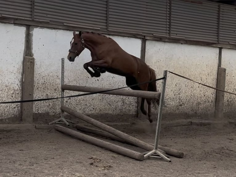 Deutsches Reitpony Stute 3 Jahre 146 cm Fuchs in Sangerhausen