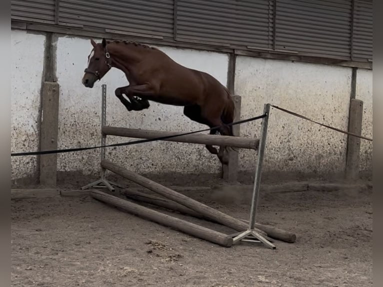 Deutsches Reitpony Stute 3 Jahre 146 cm Fuchs in Sangerhausen