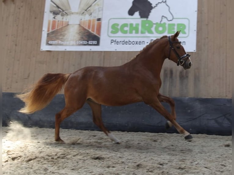 Deutsches Reitpony Stute 3 Jahre 146 cm Fuchs in Sangerhausen