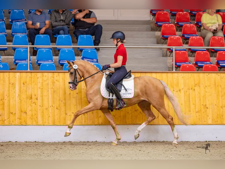 Deutsches Reitpony Stute 3 Jahre 146 cm Palomino in Grosskneten