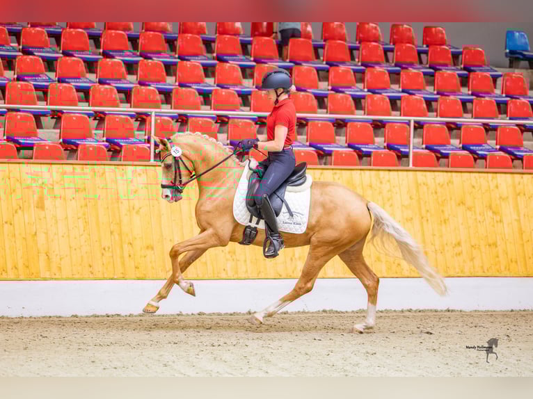 Deutsches Reitpony Stute 3 Jahre 146 cm Palomino in Grosskneten