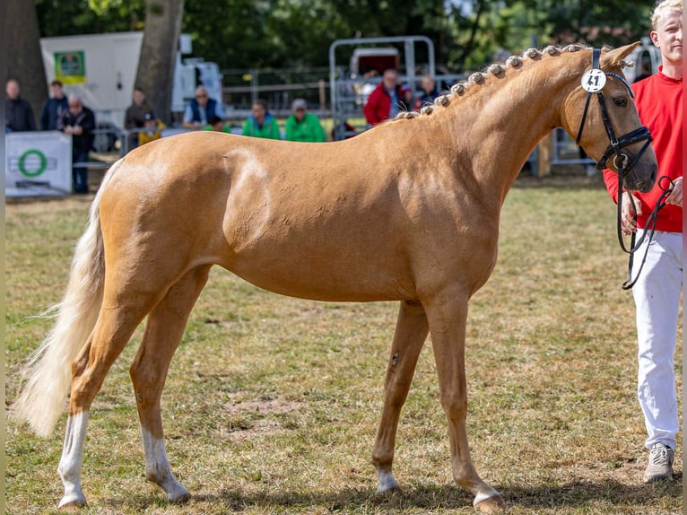 Deutsches Reitpony Stute 3 Jahre 146 cm Palomino in Grosskneten