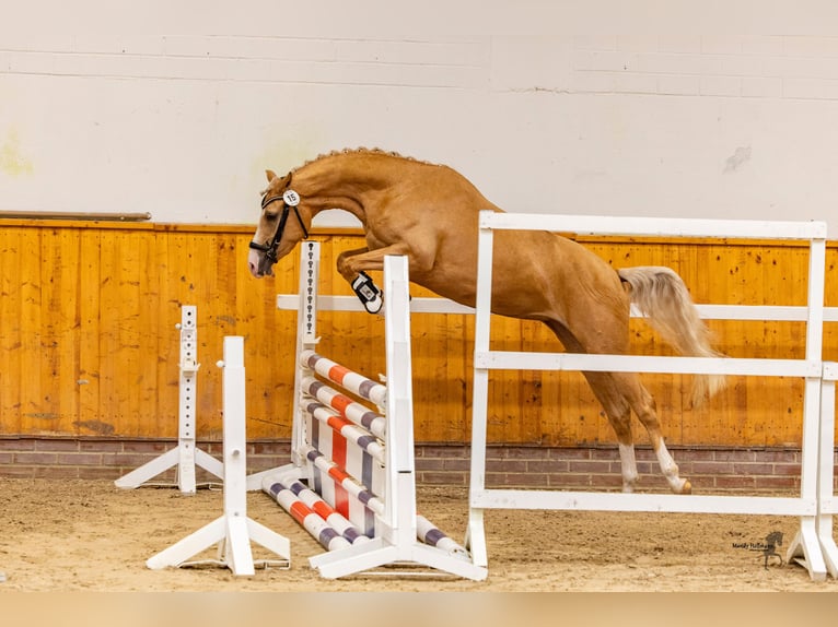 Deutsches Reitpony Stute 3 Jahre 146 cm Palomino in Grosskneten