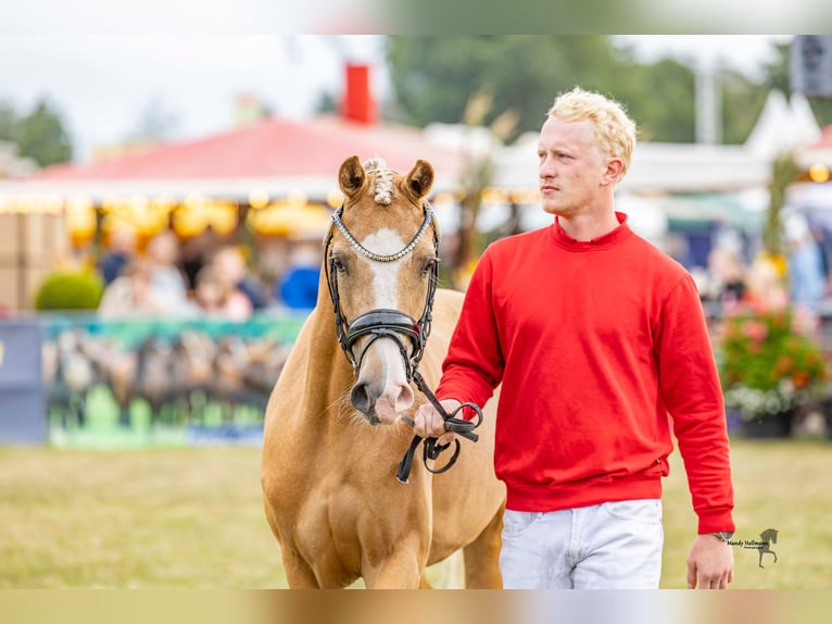 Deutsches Reitpony Stute 3 Jahre 146 cm Palomino in Grosskneten