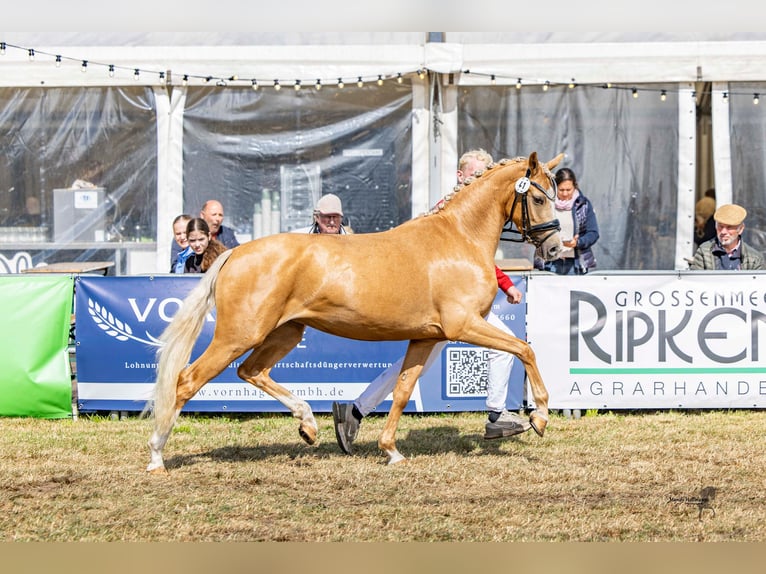 Deutsches Reitpony Stute 3 Jahre 146 cm Palomino in Grosskneten