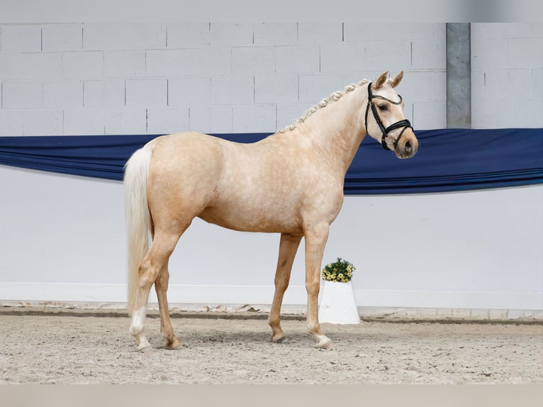 Deutsches Reitpony Stute 3 Jahre 146 cm Palomino in Marsberg