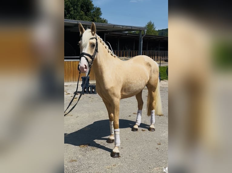 Deutsches Reitpony Stute 3 Jahre 146 cm Palomino in Lindlar