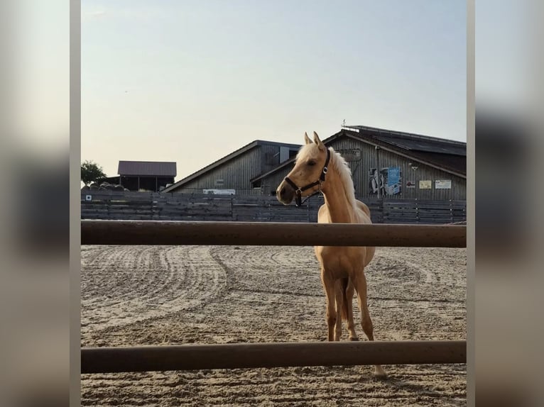 Deutsches Reitpony Stute 3 Jahre 146 cm Palomino in Hofstetten