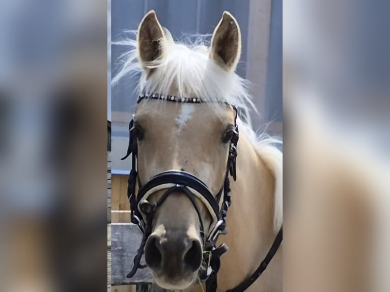 Deutsches Reitpony Stute 3 Jahre 146 cm Palomino in Hofstetten