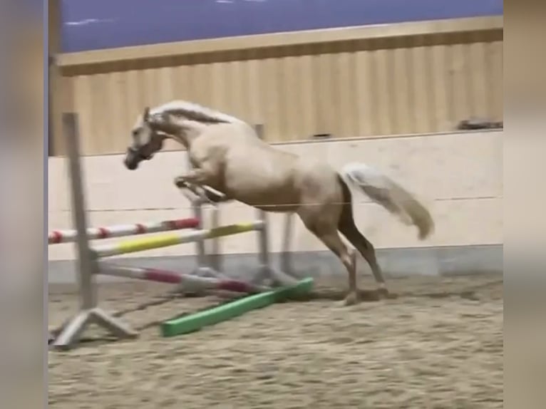 Deutsches Reitpony Stute 3 Jahre 146 cm Palomino in Hofstetten