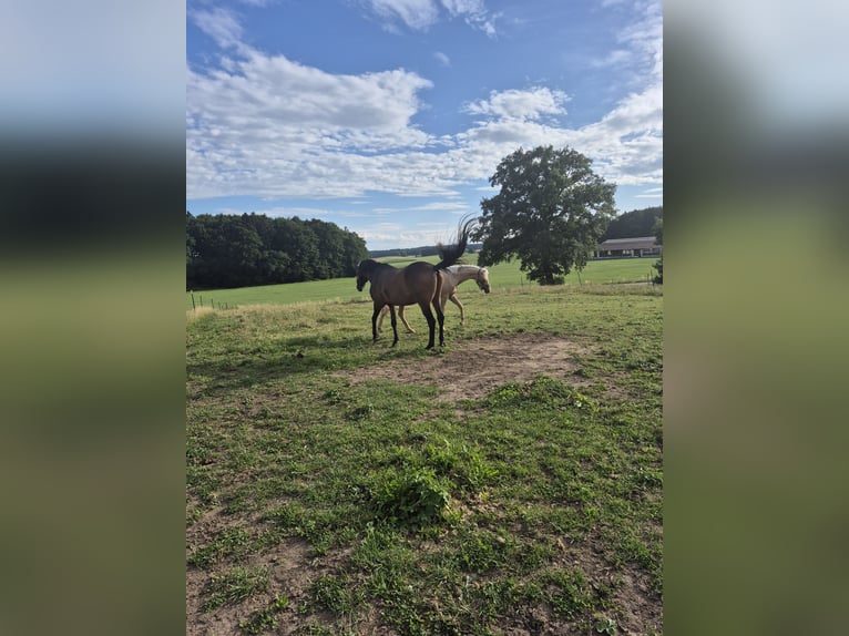 Deutsches Reitpony Stute 3 Jahre 146 cm Palomino in Hofstetten