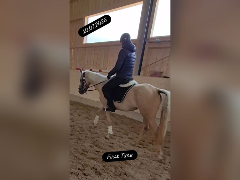 Deutsches Reitpony Stute 3 Jahre 146 cm Palomino in Hofstetten