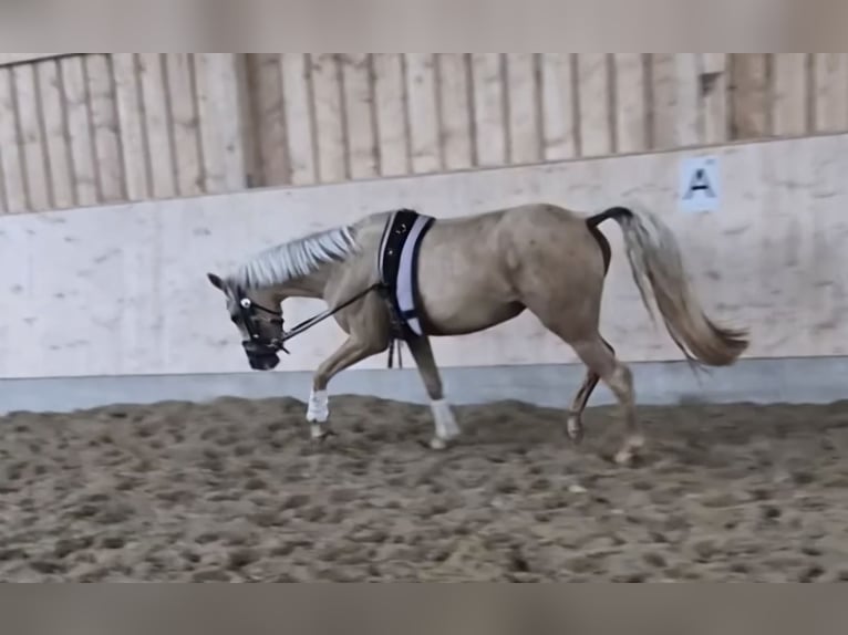 Deutsches Reitpony Stute 3 Jahre 146 cm Palomino in Hofstetten
