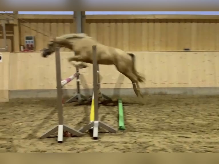 Deutsches Reitpony Stute 3 Jahre 146 cm Palomino in Hofstetten