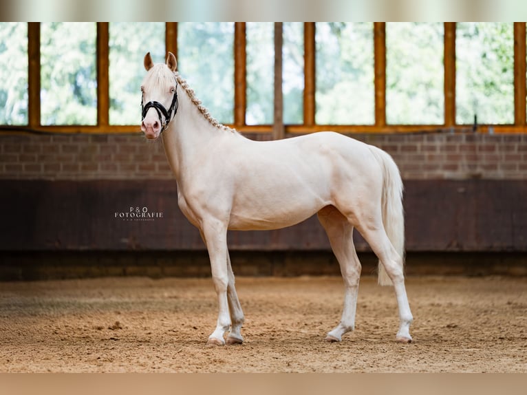 Deutsches Reitpony Stute 3 Jahre 146 cm Perlino in Sendenhorst