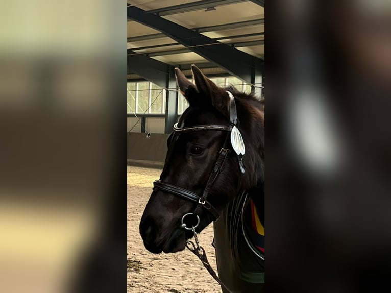 Deutsches Reitpony Stute 3 Jahre 146 cm Rappe in Friesoythe