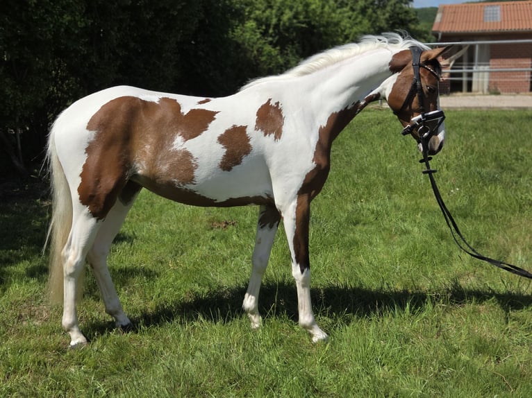 Deutsches Reitpony Stute 3 Jahre 146 cm Schecke in Salzhemmendorf