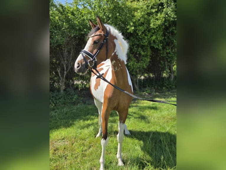 Deutsches Reitpony Stute 3 Jahre 146 cm Schecke in Salzhemmendorf