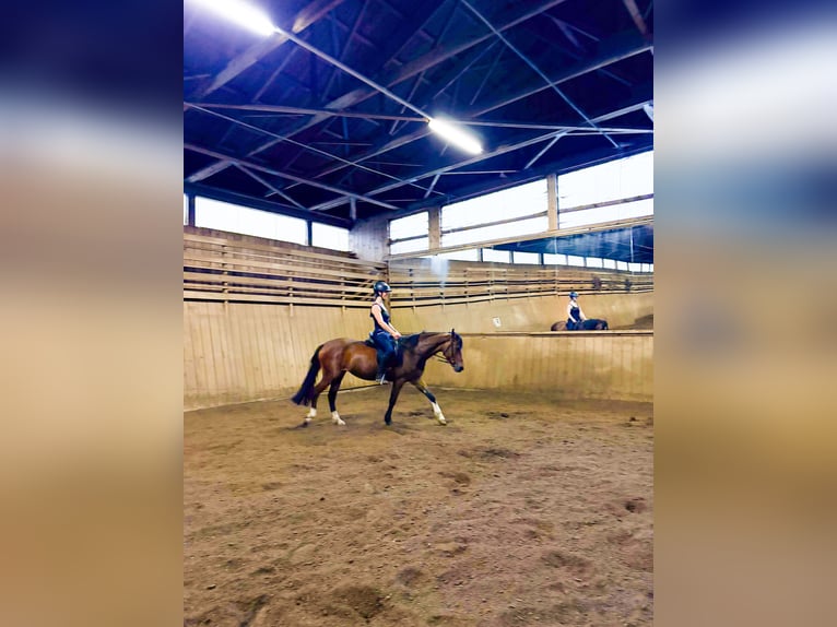 Deutsches Reitpony Stute 3 Jahre 147 cm Brauner in Opfenbach