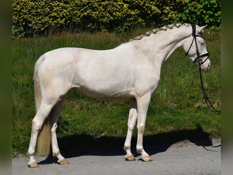 Deutsches Reitpony Stute 3 Jahre 147 cm Cremello in Fürstenau