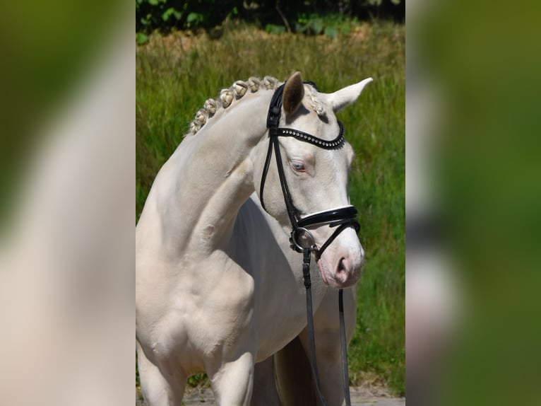 Deutsches Reitpony Stute 3 Jahre 147 cm Cremello in Fürstenau