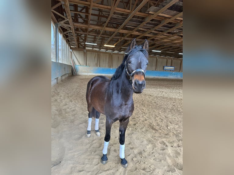 Deutsches Reitpony Stute 3 Jahre 147 cm Dunkelbrauner in Langenau