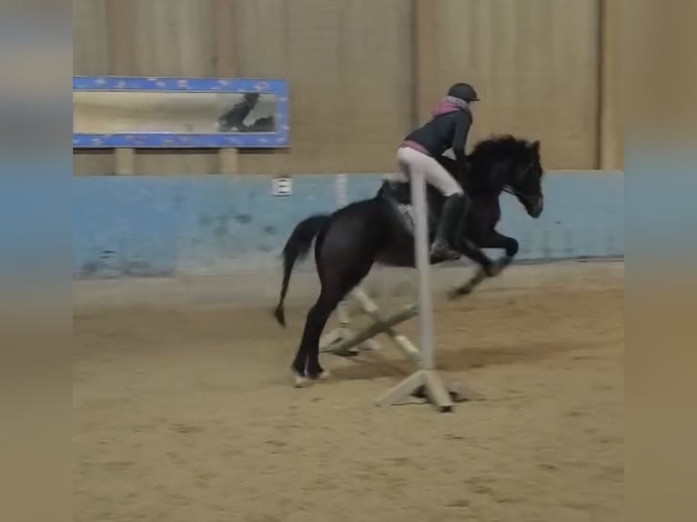 Deutsches Reitpony Stute 3 Jahre 147 cm Dunkelbrauner in Langenau