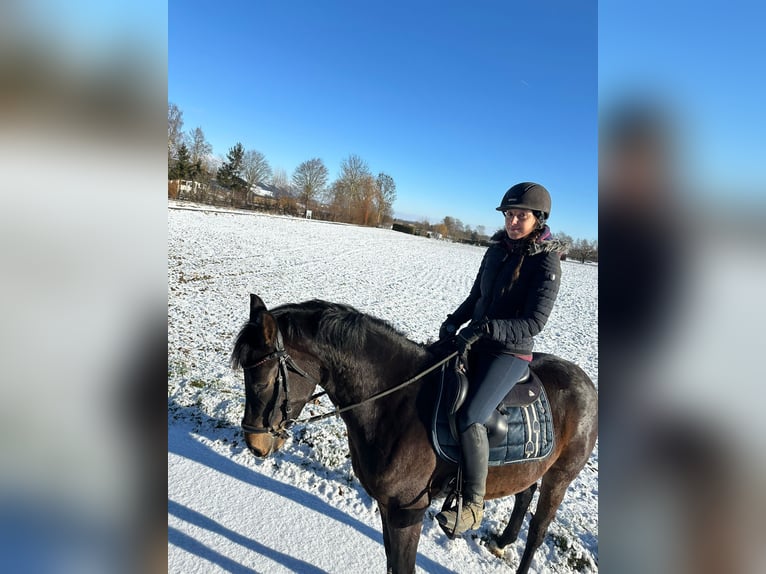 Deutsches Reitpony Stute 3 Jahre 147 cm Dunkelbrauner in Langenau